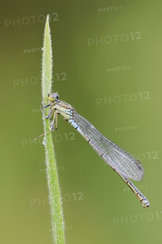 Small red-eyed damselfly (Erythromma viridulum), female, North Rhine-Westphalia, Germany, Europe