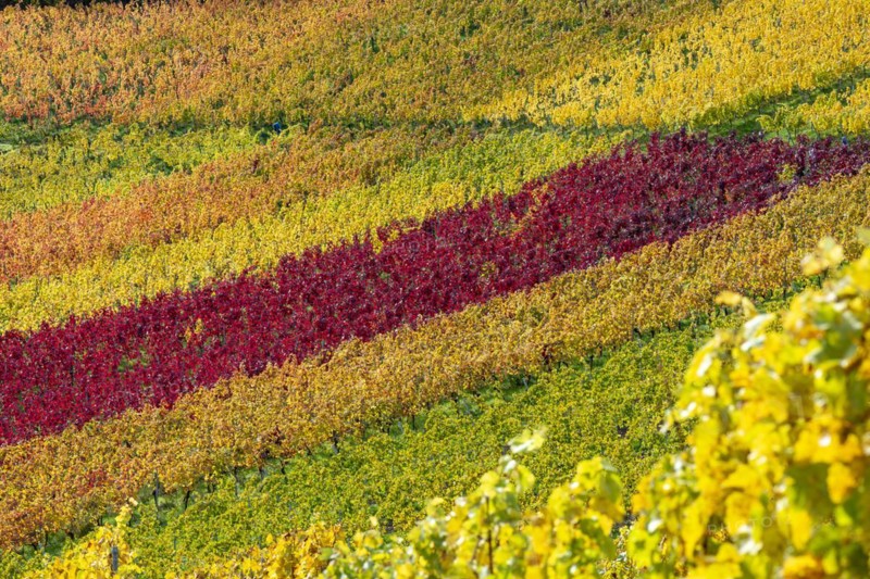 Vineyards in autumn, Rotenberg, Stuttgart, Baden-Württemberg, Germany, Europe