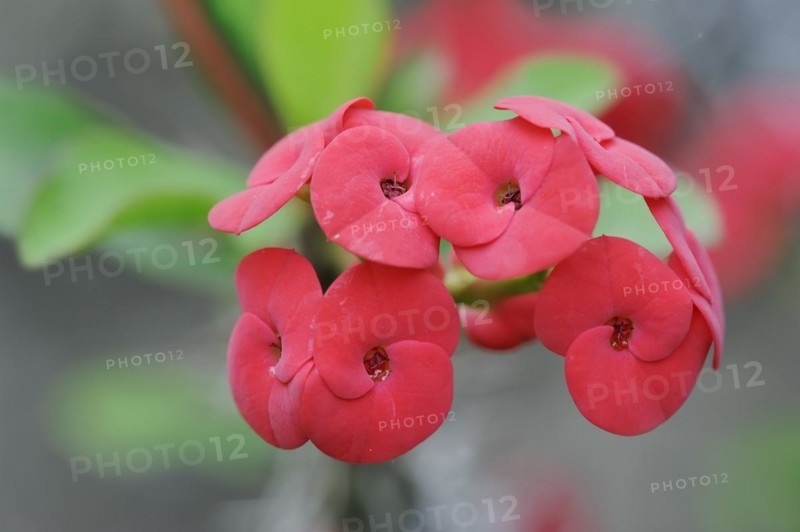 Crown of thorns (Euphorbia milii), flowers, native to Madagascar, ornamental plant, North Rhine-Westphalia, Germany, Europe