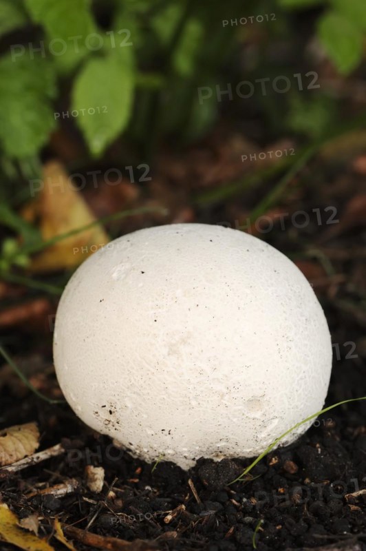 Giant puffball (Langermannia gigantea, Calvatia gigantea), North Rhine-Westphalia, Germany, Europe