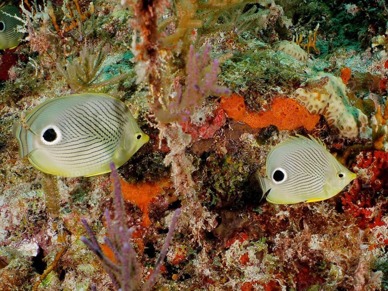 Close-up of a pair of Four-eye Butterflyfish (Chaetodon capistratus) on a tropical coral reef. Dive site John Pennekamp Coral Reef State Park, Key Largo, Florida Keys, Florida, USA, North America