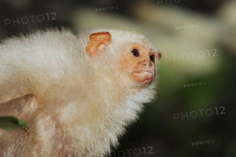 Silver monkey or silver marmoset (Mico argentatus, Callithrix argentata), captive, occurring in South America