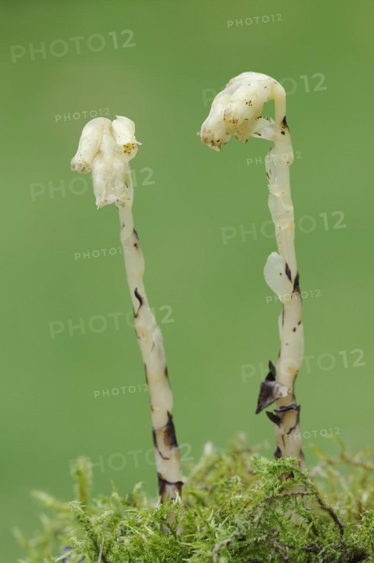 Spruce asparagus (Monotropa hypopitys, Hypopitys monotropa), North Rhine-Westphalia, Germany, Europe