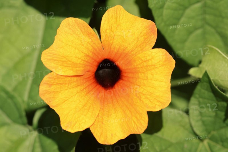 Black-eyed susan vine (Thunbergia alata), flower, ornamental plant, North Rhine-Westphalia, Germany, Europe