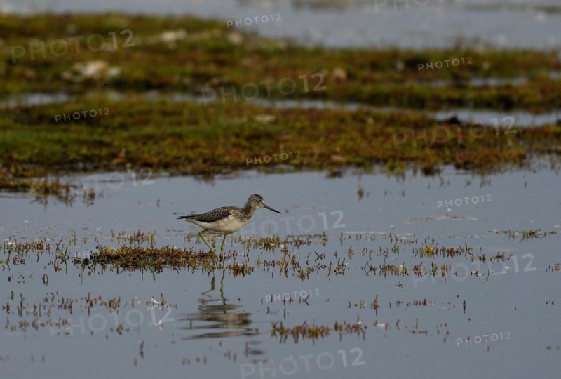 Common greenshank (Tringa nebularia) standing in shallow water, Poel Island, Mecklenburg-Western Pomerania, Germany, Europe