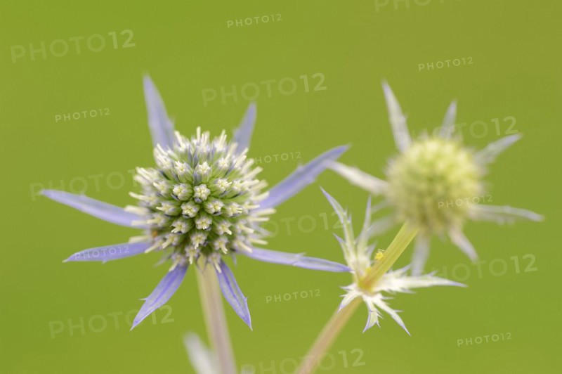 Amethyst sea holly (Eryngium amethystinum), flowers, ornamental plant, North Rhine-Westphalia, Germany, Europe