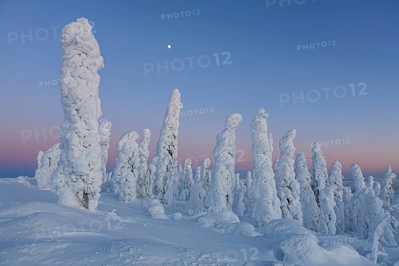 Snow-covered trees in the Arctic at dusk, Dalton Highway, Alaska, USA, North America