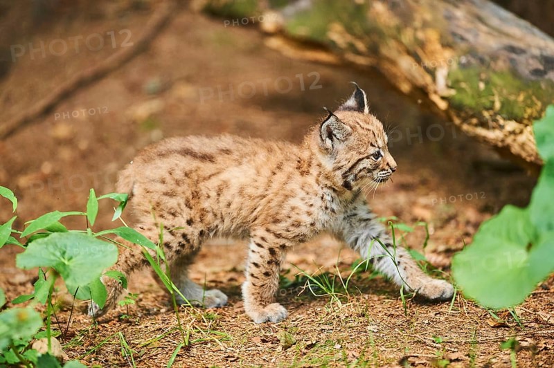 Eurasian lynx (Lynx lynx), kitten staying on the forestground, captive, Germany, Europe