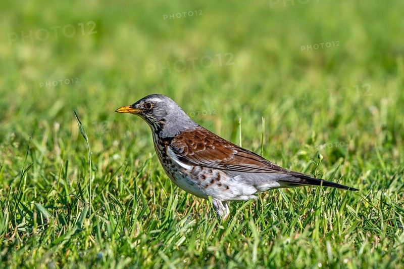 Fieldfare (Turdus pilaris) adult foraging in grassland, meadow