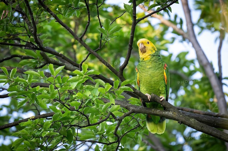 Yellow-headed Amazon (Amazona oratrix belizensis) on a branch, Rosensteinpark, Stuttgart, Baden-Württemberg, Germany, Europe