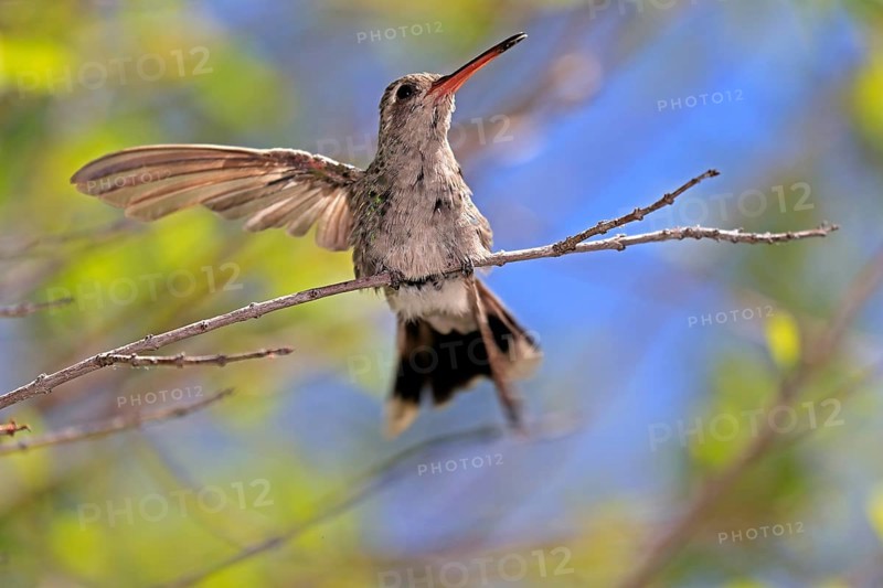 Broad-billed hummingbird (Cynanthus latirostris), adult, female, in perch, Sonoran Desert, Arizona, North America, USA, North America