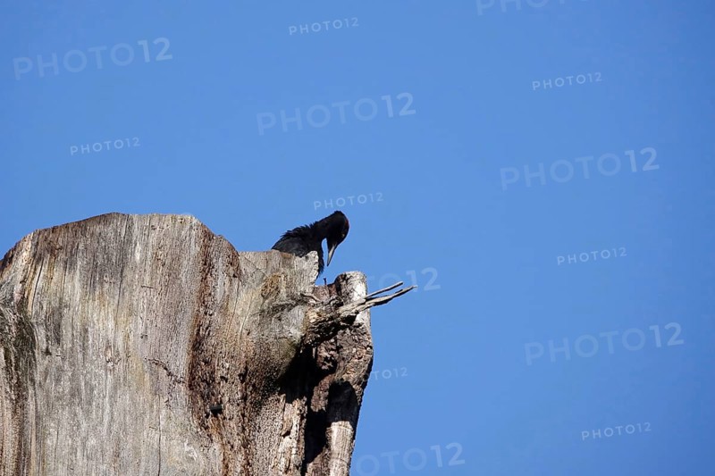 Black woodpecker (Dryocopus martius), June, Saxony, Germany, Europe