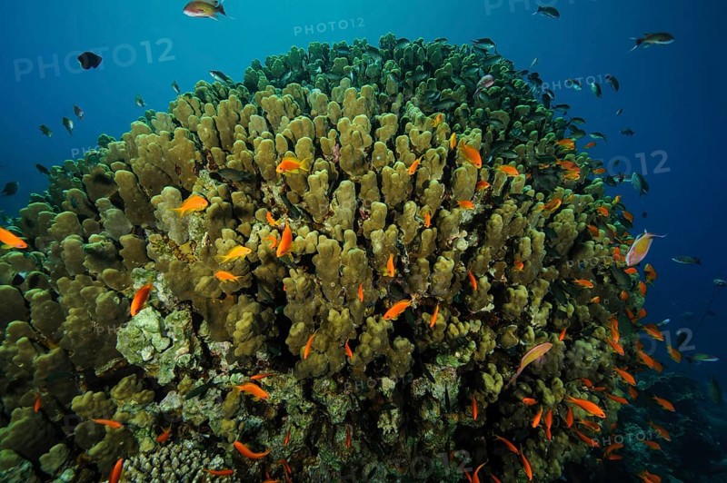 Large colony of pore coral (Pocillopora eydouxi) large coral block stony corals hard corals reef-building corals in intact coral reef, in between small school of fish colourful reef fish orange bannerfish damselfish sea goldie (Pseudanthias squamipinnis) jewelled bannerfish, Red Sea, Gulf of Aqaba, Jordan, Asia