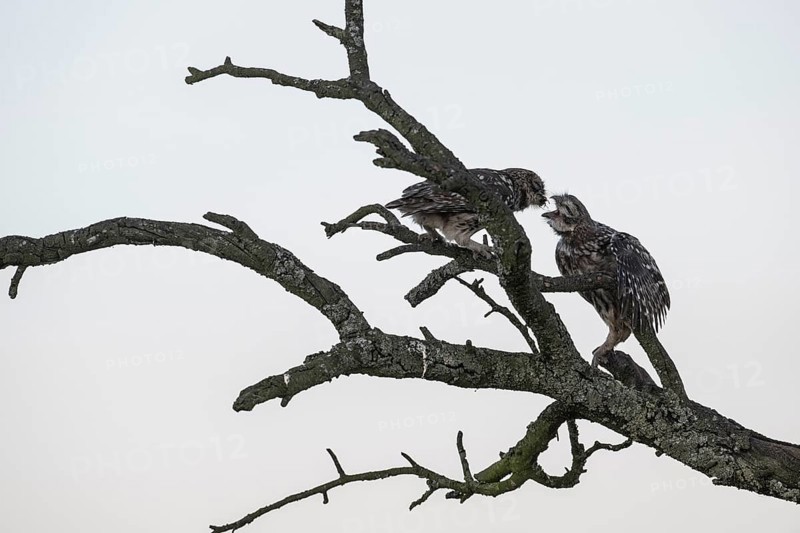 Little owls (Athene noctua), feeding young animals, Emsland, Lower Saxony, Germany, Europe