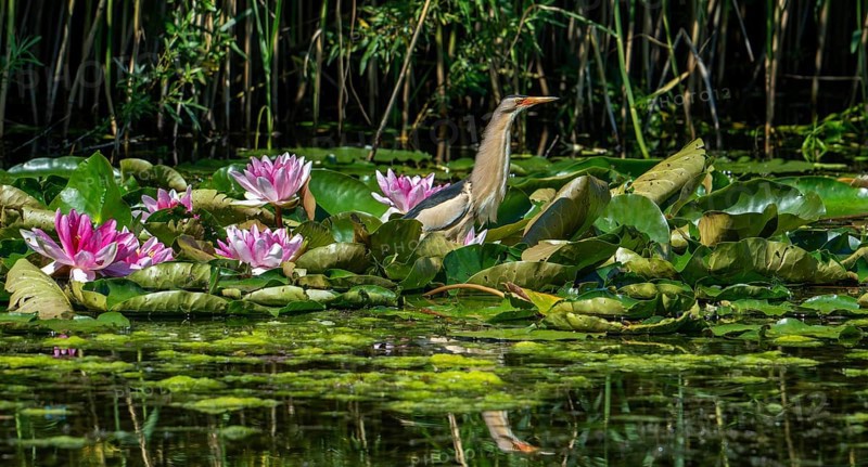 Common little bittern (Ixobrychus minutus, Ardea minuta) adult male resting among water lilies, waterliles in marshland in spring, AI generated