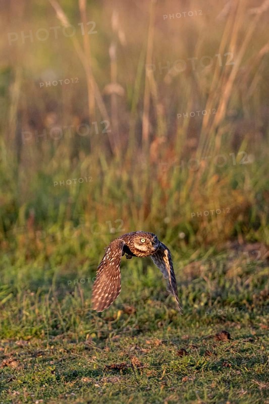 Little owl (Athene noctua), flying, Emsland, Lower Saxony, Germany, Europe