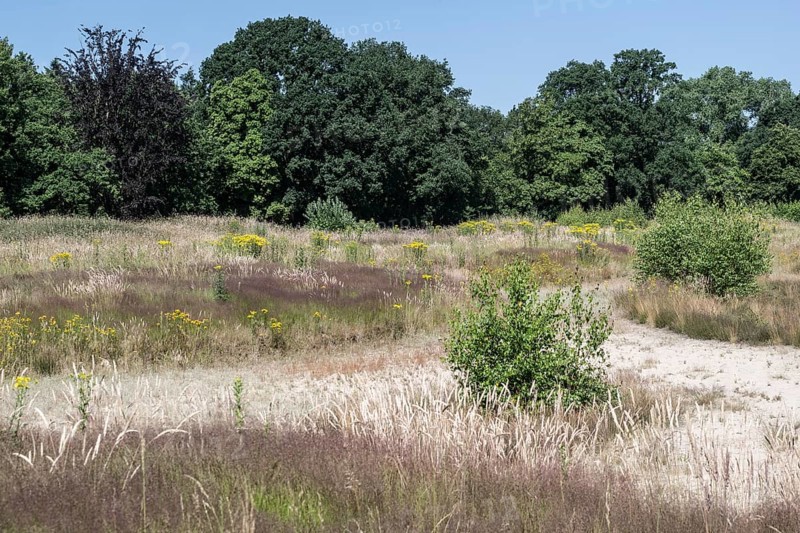 Extensive meadow with St James' ragwort (Senecio jacobaea) and flowering grasses, Emsland, Lower Saxony, Germany, Europe