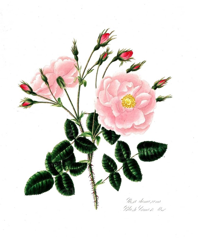 Rosa damascena, Rose, Historic rose, Rose variety, Illustration from 1799, Historic, digitally restored reproduction from a 19th century original, Record date not stated