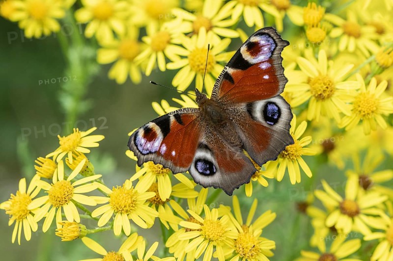 Peacock butterfly (Agleis io) on St James' ragwort (Jacobaea vulgaris), Emsland, Lower Saxony, Germany, Europe