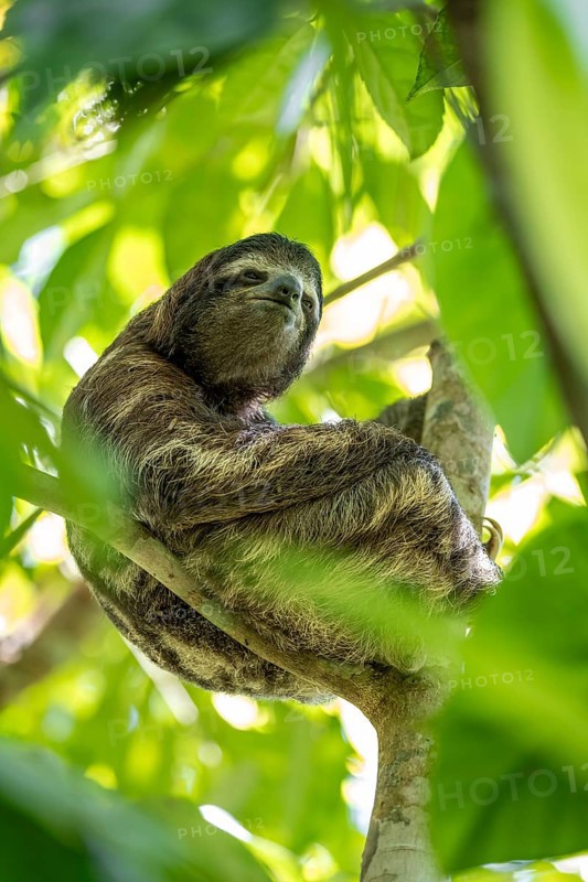 Brown-throated sloth (Bradypus variegatus) in a tree, Cahuita National Park, Costa Rica, Central America