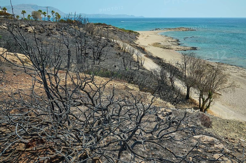 Charred trees on the coast with the sea in the background, a desolate atmosphere of devastation, forest fires, summer 2023, forest fire damage, Princess Beach Hotel, Kiotari, Rhodes, Dodecanese, Greek Islands, Greece, Europe