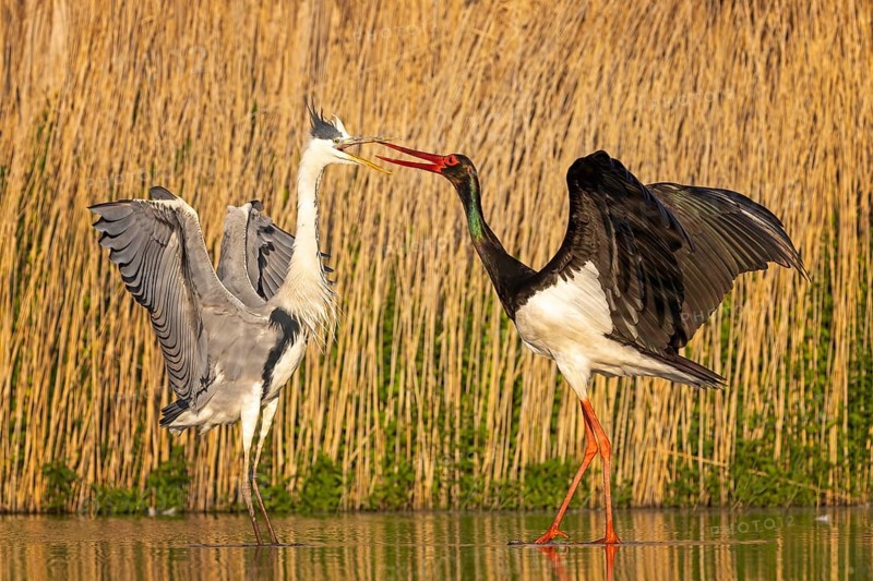 Black stork (Ciconia nigra), grey heron (Ardea cinerea) also known as little egret, interaction, territorial dispute, food envy, shallow water zone, reedbed, foraging, behaviour, Kiskunsag National Park, Hungary, Europe