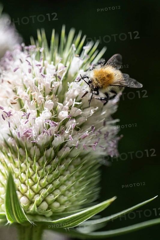 Early bumblebee (Bombus pratorum) on teasel (Dipsacus sylvestris), Emsland, Lower Saxony, Germany, Europe