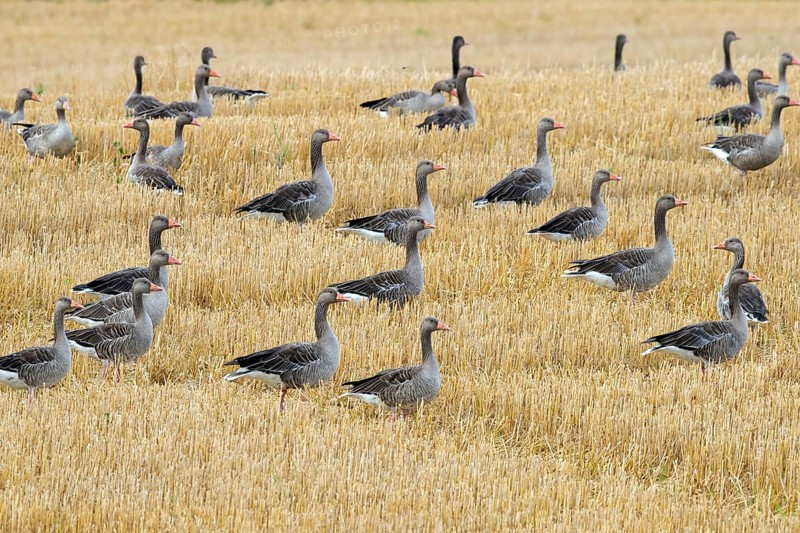Flock of greylag geese, graylag goose (Anser anser) foraging in stubble field, stubblefield after the harvest in summer