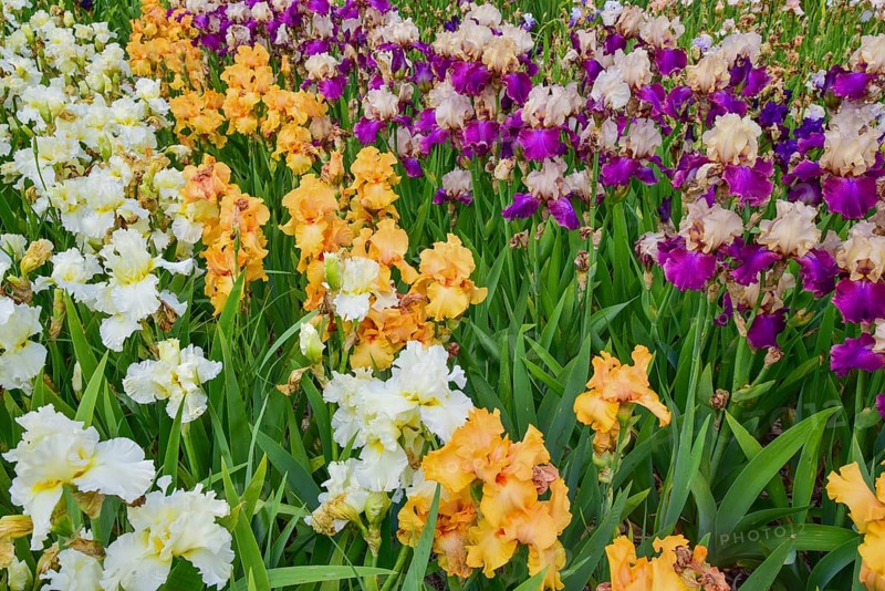 Irises in an iris field near Larnas in the French department of Ardèche, France, Europe