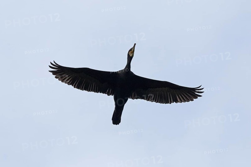 Cormorant (Phalacrocorax carbo) in flight, Geltinger Birk, Geltinger Bucht, Nieby, Schleswig-Holstein, Germany, Europe