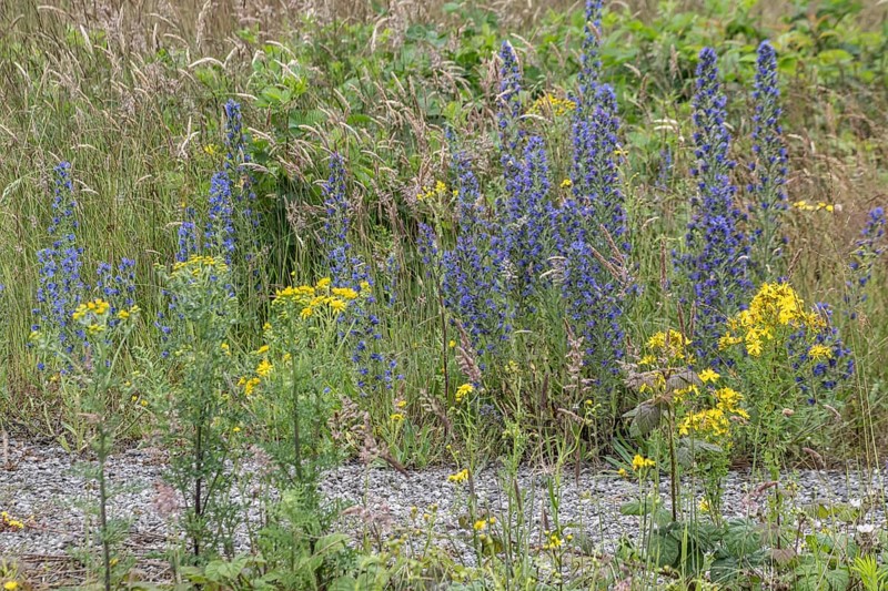 Adder's tongue (Echium vulgare) and St John's wort (Hypericum perforatum), Emsland, Lower Saxony, Germany, Europe