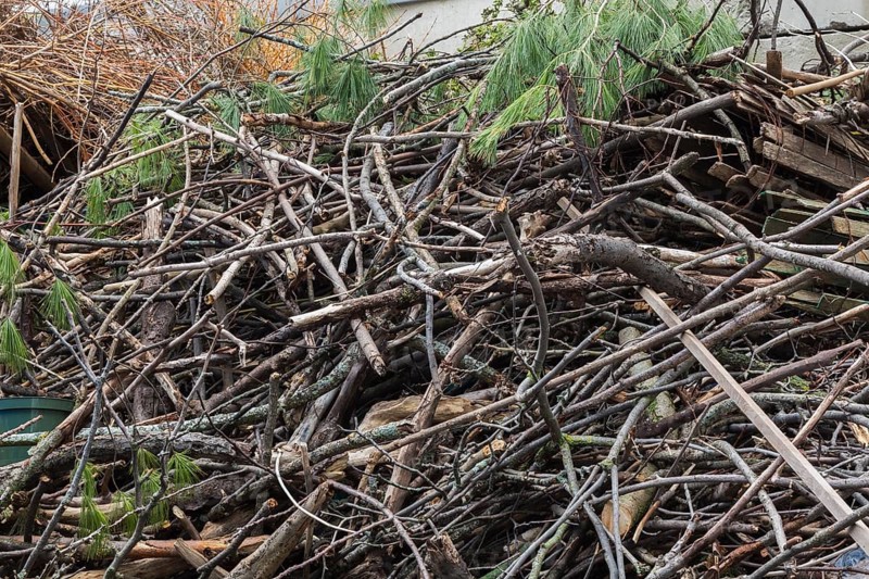 Pile of discarded cut and sawed deciduous and coniferous tree branches and pieces of wood in cement bin at outdoor recycling yard, Quebec, Canada, North America