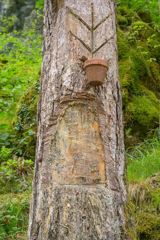 Pitch tree for resin extraction, Tramonti di Sopra, Province of Pordenone, Italy, Europe