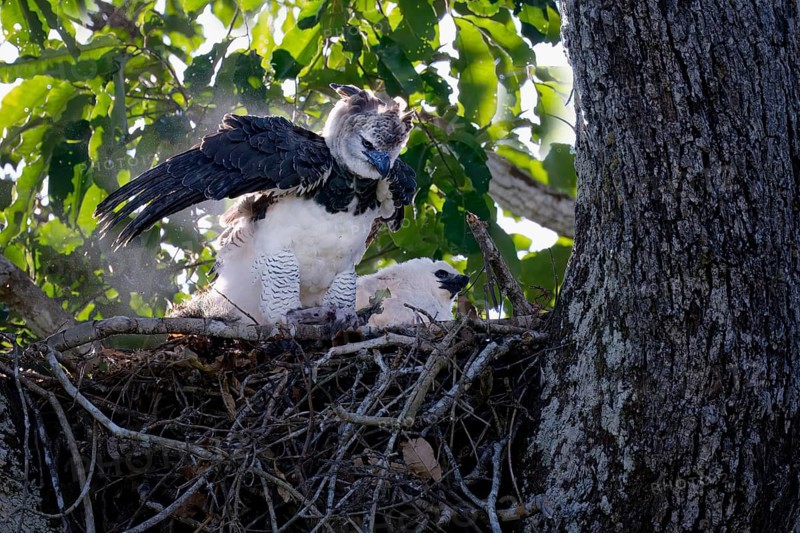 Female Harpy eagle, Harpia harpyja, with a pray in the nest with her chick, Alta Floresta, Amazon, Brazil, South America