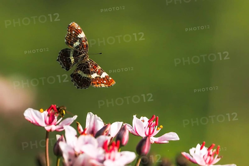 A map butterfly (Araschnia levana) in flight over pink flowers, green background, Hesse, Germany, Europe