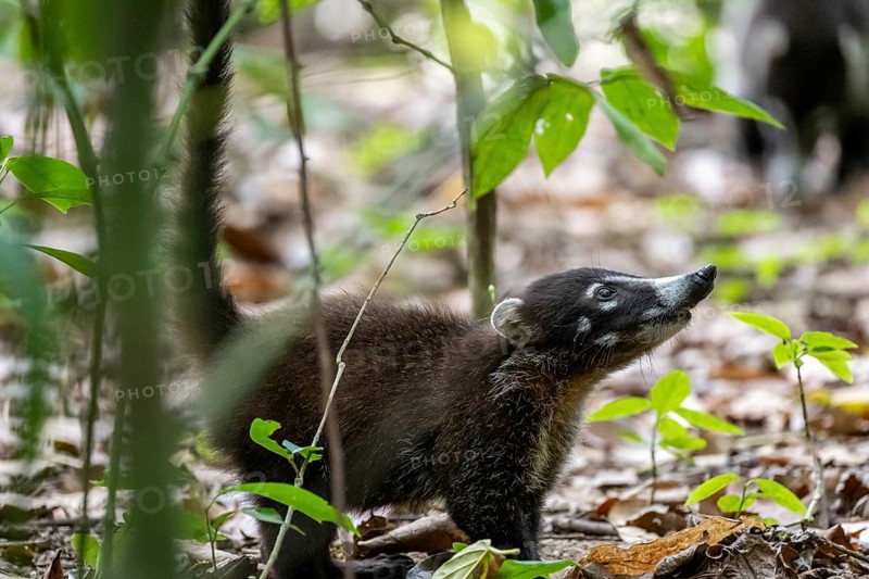 White-nosed coati (Nasua narica), adult, in the rainforest, Corcovado National Park, Osa, Puntarena Province, Costa Rica, Central America