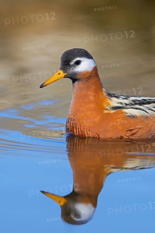 Red phalarope, grey phalarope (Phalaropus fulicarius) close-up of female in breeding plumage swimming in pond in spring, summer, Svalbard, Norway, Europe
