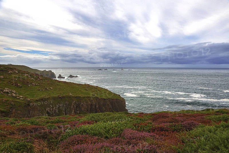 Cliffs with heather in the foreground, behind them the rough sea and cloudy sky Land's End, Cornwall, Great Britain