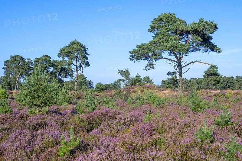 Scots pines and common heather blooming purple in the Grenspark Kalmthoutse Heide, Kalmthout Heath, nature reserve in summer, Flanders, Belgium, Europe