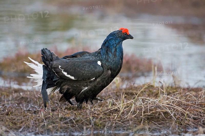 Black grouse, courtship behaviour, (Lyurus tetrix), Hamra, Hamra, Sweden, Europe