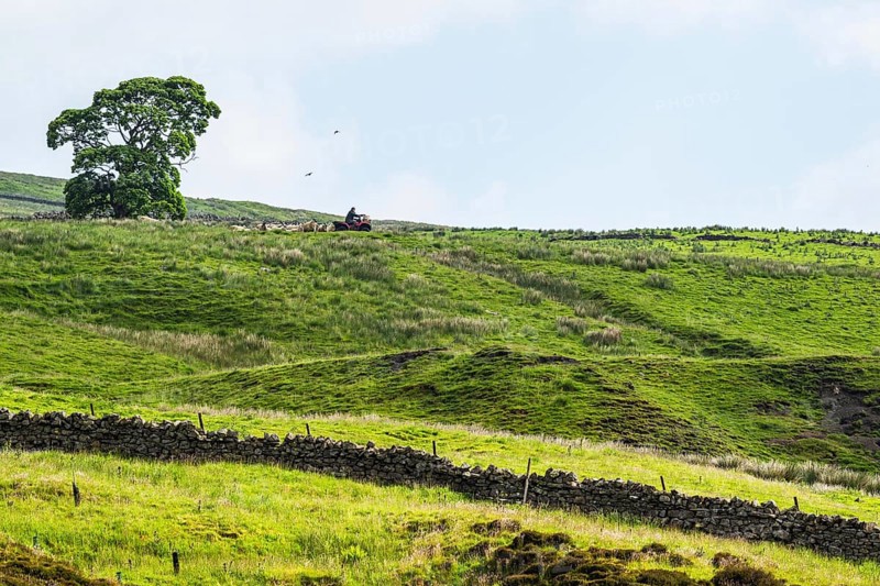 Farms over North Pennines, Cumbria, Durham, Northumberland, North Yorkshire, England, United Kingdom, Europe