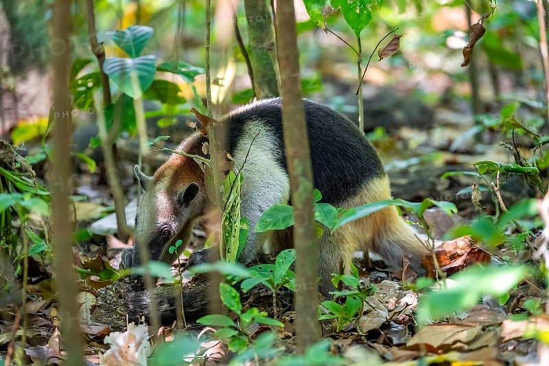 Northern tamandua (Tamandua mexicana), adult, foraging in the rainforest, Corcovado National Park, Osa, Puntarena Province, Costa Rica, Central America