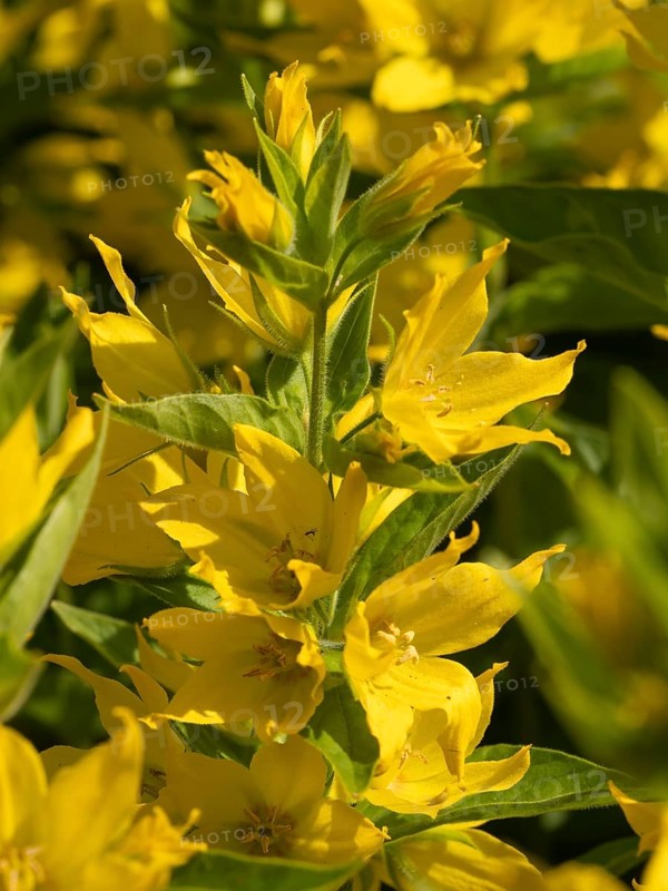 Purple loosestrife (Lysimachia) Inflorescence of purple loosestrife, North Rhine-Westphalia, Germany, Europe