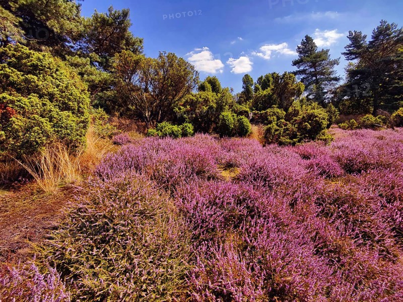 Intense heather blossom in late summer in the Westruper Heide in Haltern am See, Ruhr area, North Rhine-Westphalia, Germany, Europe