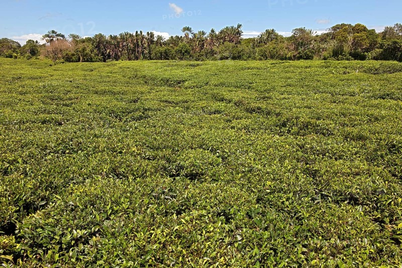 Plantation field with tea plantation, Mauritius, Africa