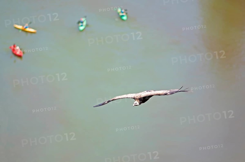 Griffon vulture (Gyps fulvus) in flight, behind blurred colourful canoes on the river Duratón, nature reserve Hoces del Duratón, province Segovia, Castilla y León, Spain, Europe