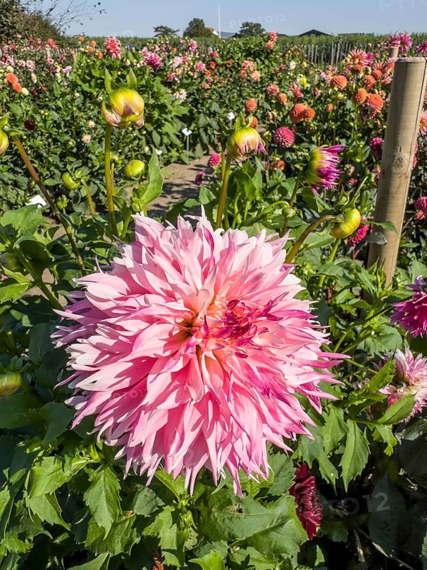 Flowering Dahlias (Dahlia), variety Pineland Princess in the Dahlia Farm in Löderup, Ystad municipality, Skåne County, Sweden, Scandinavia, Europe