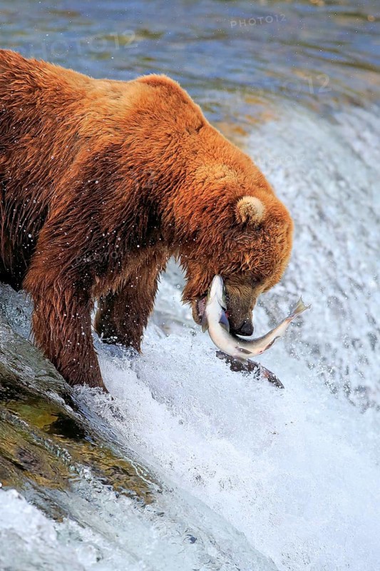 Grizzly bear (Ursus arctos horribilis), adult, in water, in summer, with salmon, hunting, with prey, eating, Brookes River, Katmai National Park, Alaska, USA, North America