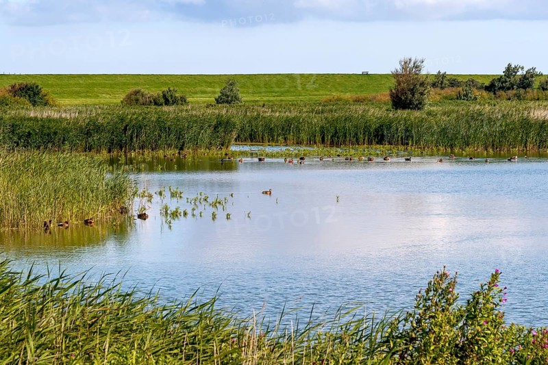 Leyhörn nature reserve, North Sea coast, Krummhörn, East Frisia, Lower Saxony, Germany, Europe