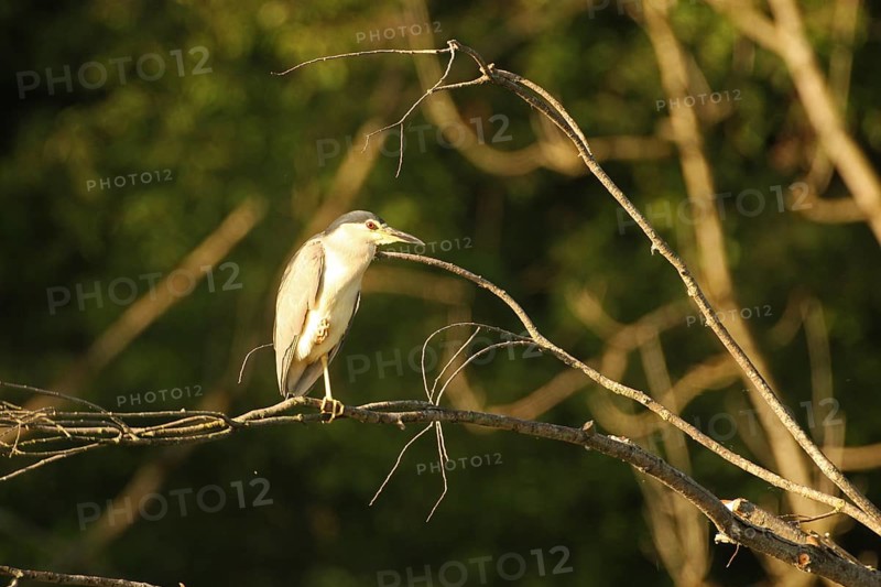 Black crowned night heron (Nycticorax nycticorax) Allgäu, Bavaria, Germany, Allgäu, Bavaria, Germany, Europe